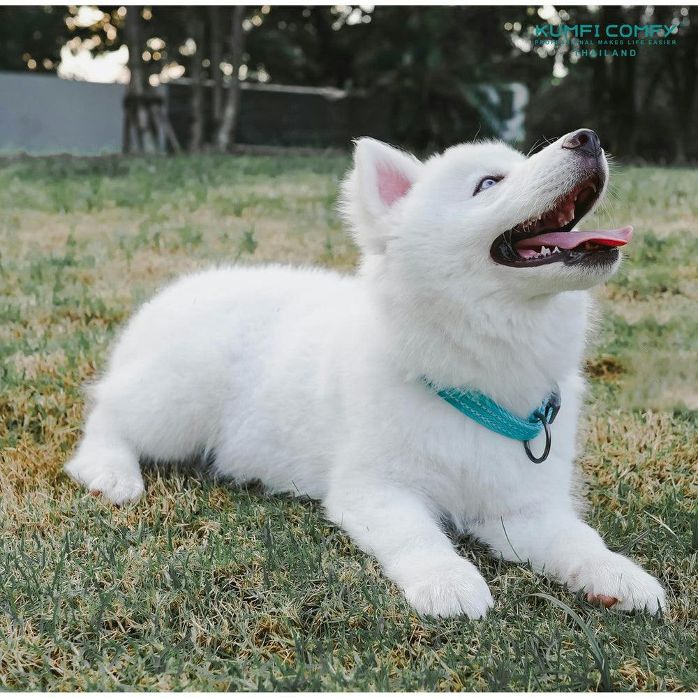 Kumfi Comfy - Outdoor Collar ปลอกคอสำหรับสุนัข ชนิดนี้มีห่วงป้องกันหากสายจูงหลุด